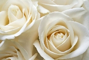 Festa delle rose bianche